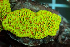 Montipora Volcanic Eruption